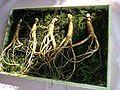 Sâm hoang dã của Hàn Quốc (P. ginseng)