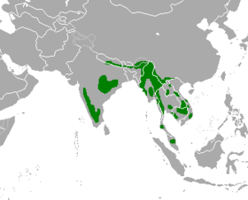 Phạm vi phân bố của bò tót