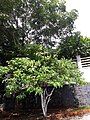 Cây khế sau khi được cắt tỉa