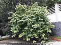 Cây khế trước khi được cắt tỉa