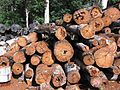 Gỗ và củi - nguồn năng lượng cổ xưa của nhân loại