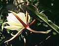 Epiphyllum laui