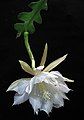 Epiphyllum anguliger