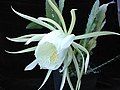 Epiphyllum crenatum - kimachii