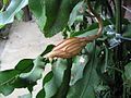 Một bông hoa Quỳnh trắng sắp nở.