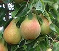 Clapps Favorite (một giống lê châu Âu)