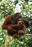 Đười ươi tại Malaysia.