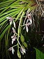 Lan Kiếm thanh ngọc (Cymbidium ensifolium)