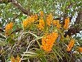 Lan Hoàng yến Hỏa hoàng (Ascocentrum miniatum)