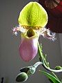 Paphiopedilum lá xanh