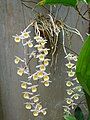 Lan Hoàng thảo Long tu (Dendrobium primulinum).