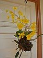 Lan Hoàng thảo Vảy cá (Dendrobium lindleyi?)
