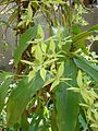 Lan Thanh đạm xanh (Coelogyne brachyptera)