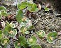 Salix herbacea, liễu lùn ở Thụy Điển