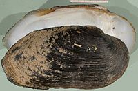Gia đình Margaritiferidae, vỏ của loài Margaritifera auricularia