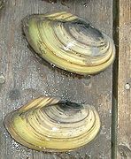 Gia đình Unionidae, Anodonta cygnea
