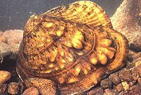 Gia đình Unionidae, Quadrula metanevra, trai sò mặt khỉ