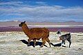 Hai con lạc đà không bướu và mẹ chúng tại hồ muối Laguna Colorada, Bolivia.