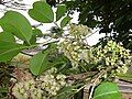 Hoa nở