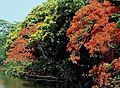 Peltophorum pterocarpum (màu vàng) so với Delonix regia (màu đỏ)