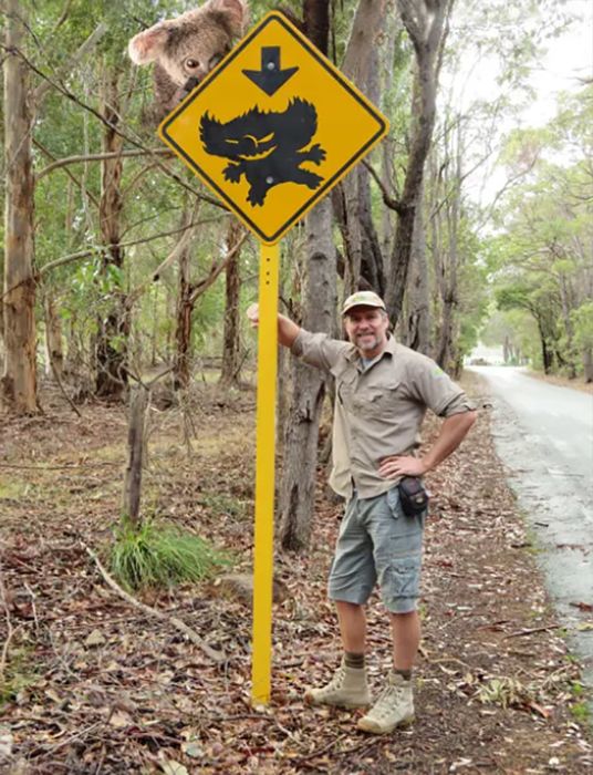 Gấu nhảy - 'trò đùa quốc dân' của Australia