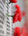 Hoa anh túc tại Đài tưởng niệm Chiến tranh Úc (Australian War Memorial) tại Canberra, Úc