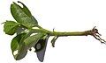 Cây non và bộ rễ của nó.