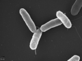 Salmonella typhimurium (Salmonella enterica phân loài I)