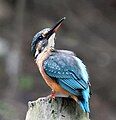 Phân loài bengalensis tại Kolkata, Tây Bengal, Ấn Độ.