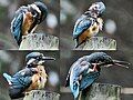 Phân loài benghalensis đang tắm và rỉa lông tại Kolkata, West Bengal, Ấn Độ.