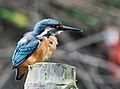 Phân loài bengalensis tại Kolkata, Tây Bengal, Ấn Độ.
