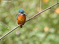 Phân loài bengalensis tại Kolkata, Tây Bengal, Ấn Độ.