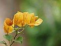 Bougainvillea glabra với lá bắc màu vàng
