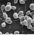 Chlamydomonas reinhardtii, một loài nguyên sinh vật thuộc họ Tảo lục