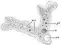 Amoeba proteus, một loài trùng biến hình, đại diện tiêu biểu của các sinh vật đơn bào đơn giản