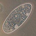 Paramecium aurelia, một loài nguyên sinh vật thuộc nhánh trùng lông. Hình ảnh chụp dưới kính hiển vi quang học