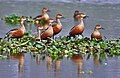 Tại Kolkata, Tây Bengal, Ấn Độ.