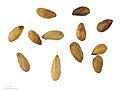 Azadirachta indica - Mẫu vật bảo tàng