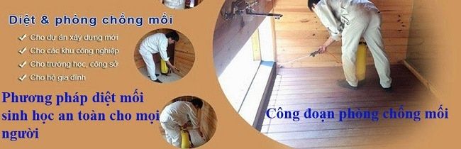 Dịch vụ diệt mối quận 3 của công ty Thành Sinh