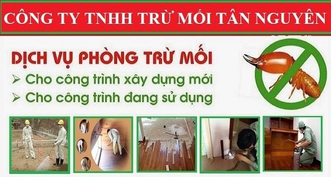 Diệt gián công ty Tân Nguyên