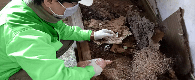 Diệt mối quận 3 Hoa Lâm