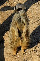 Meerkat đứng thẳng bằng hai chân sau