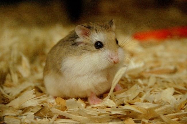 Hướng dẫn vận chuyển thú cưng