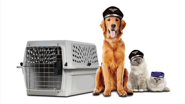 Cẩm nang vận chuyển thú cưng