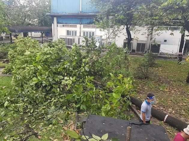 Công ty Cây Xanh Long Phụng