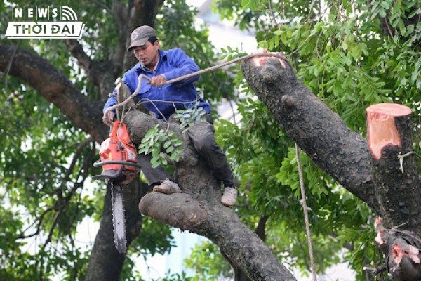 Dịch vụ cắt tỉa cây xanh Trọng Tín