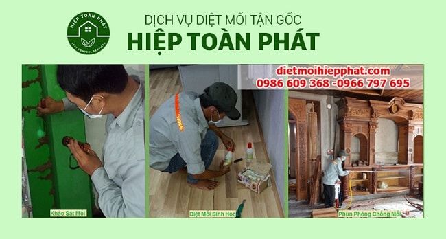 Công ty diệt mối Hiệp Toàn Phát tại quận 10