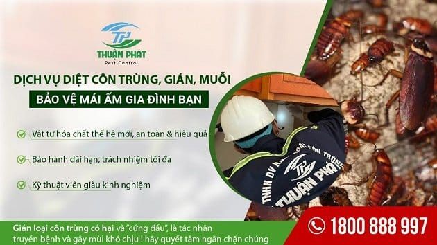 Diệt mối Thuận Phát là sự lựa chọn hàng đầu của nhiều khách hàng khi cần dịch vụ diệt côn trùng.