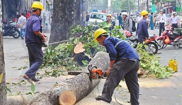 Công ty Cây Xanh Thành Phố