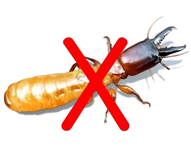 Những công ty diệt mối hàng đầu tại quận 10